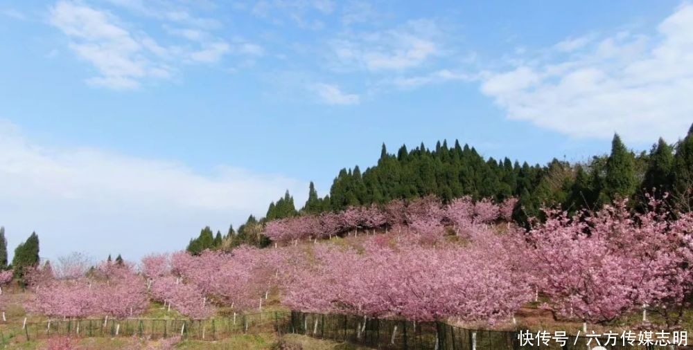 南充赏花｜藏不住了！南充城区这片花海美出天际·