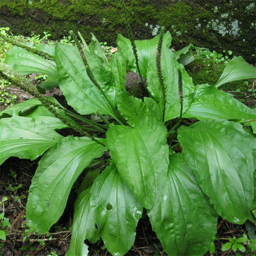 用车前草|车前草不仅止咳化痰，更有三大奇妙作用，特别适合中老人服用