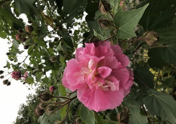 朱瑾花，木槿花，芙蓉花傻傻分不清花开的再妖娆也不要闹笑话
