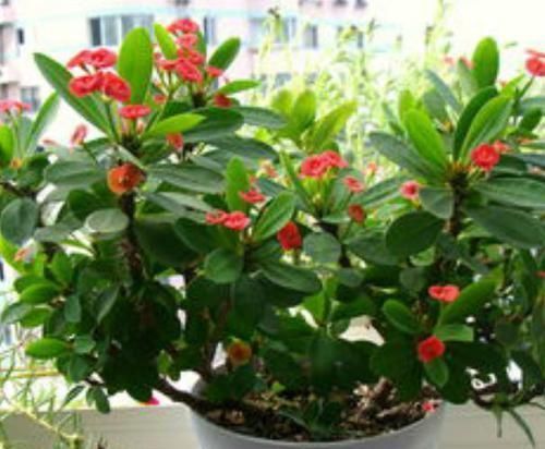 越来越多人家里养这种绿植,一年四季花开不断,好看又容易养