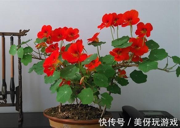 8种耐寒的花,漂亮又好养,低温也开花,又美又仙开花200天