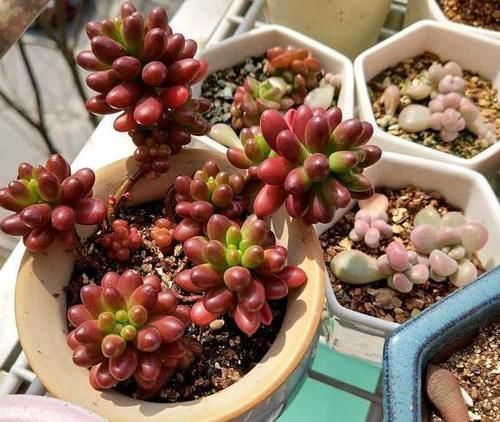多肉植株|新手盆栽多肉虹之玉,该怎么打理?这里告诉你答案
