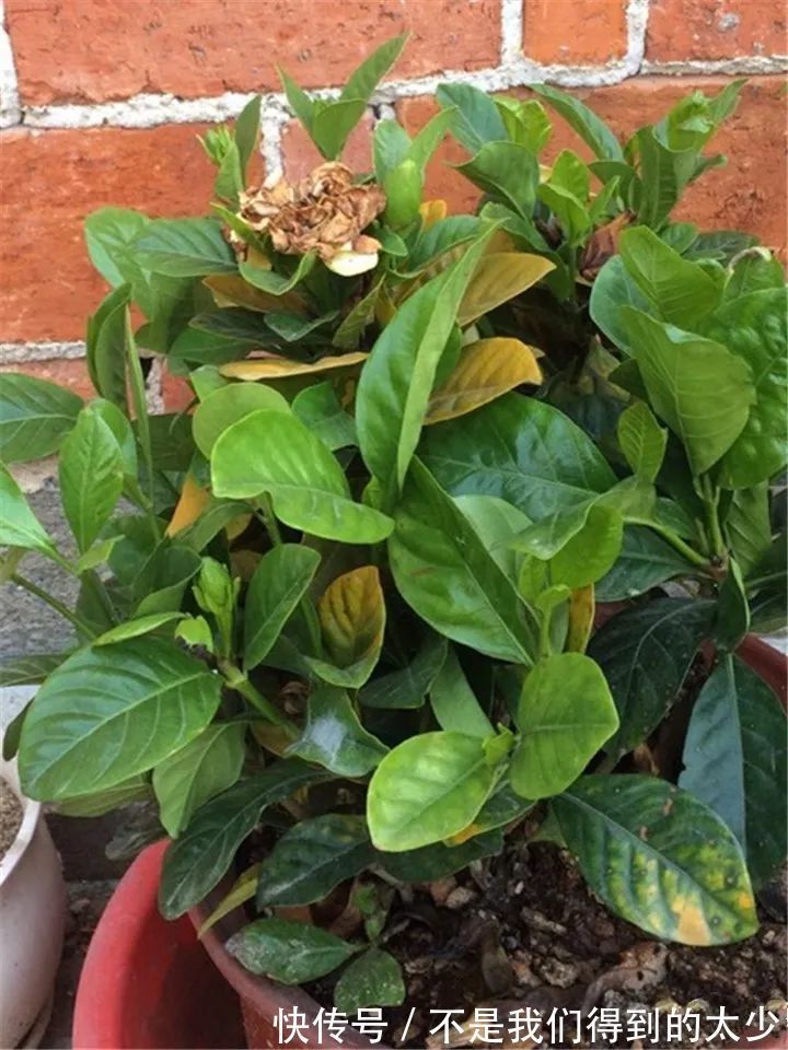 养花技巧最难养的花,买多少死多少,想想就生气!