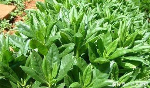 黑豆|春天来了，推荐常吃以下食物，润肠通便，排毒养颜，抗衰老