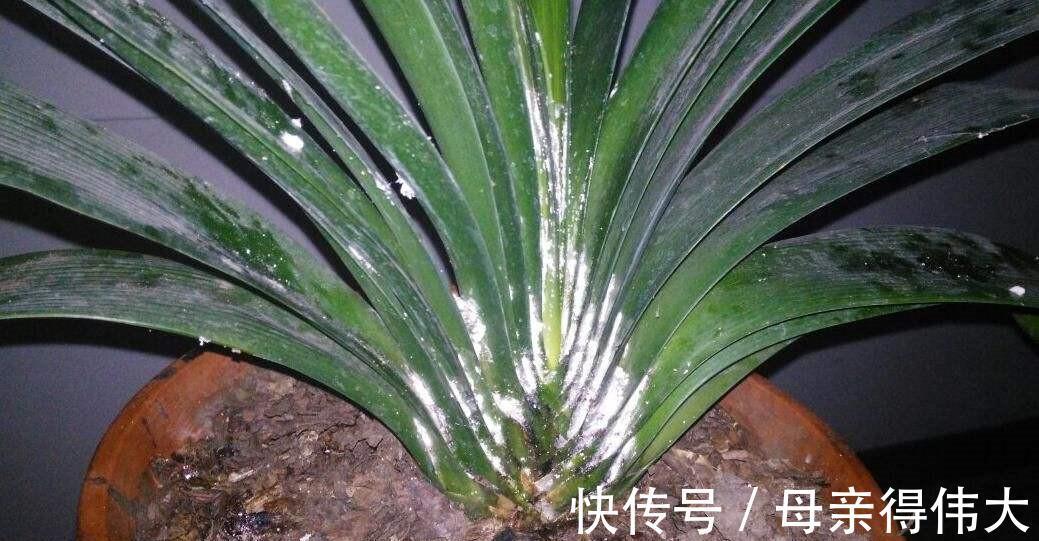 白绢病|盆栽君子兰软腐枯萎,常见3种病害,2分钟学会判断和治疗