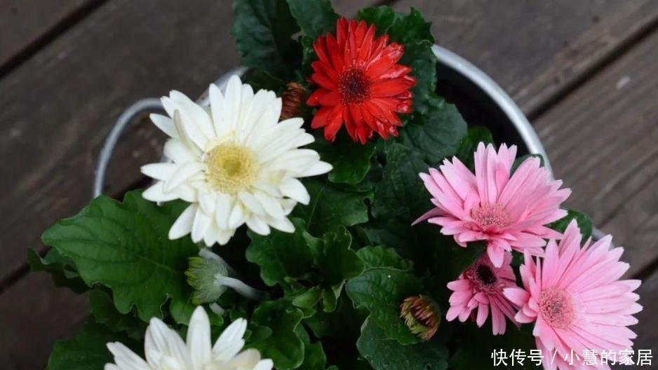 这10种盆栽植物特别适合种在家里,能够舒缓压力、净化空气