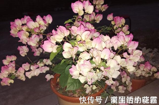 施肥|能把三角梅养爆的人,都很大方,从不“吝啬”这3样东西