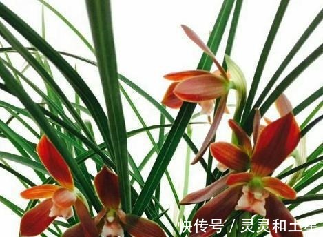 种兰花|此兰是“国兰第一红”，正格荷瓣，顶级红素，是无法超越的经典！