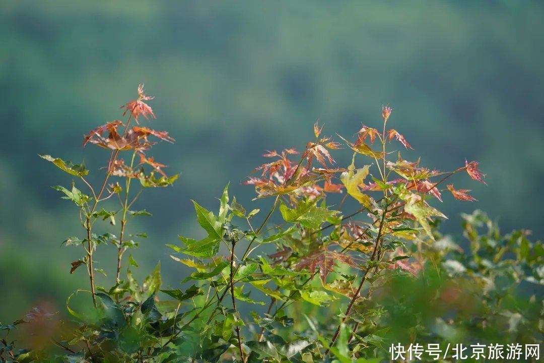 预约|翠隐鸣蝉，牵牛绕篱，来百望山采撷浅秋山光吧~