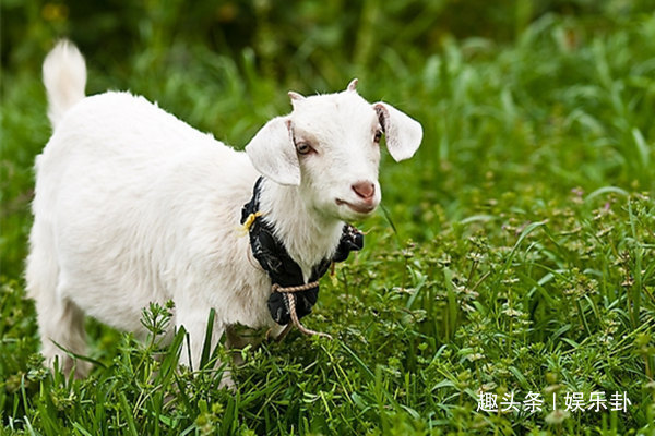 羊人|生肖羊即将迎来一大笔“财富”,钱财百万起步,一定要接!