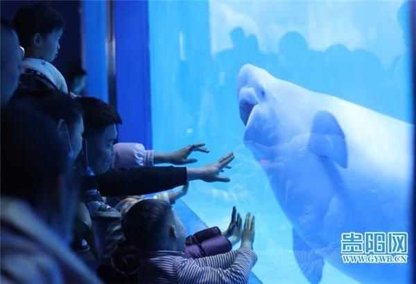 【图集】春节长假最后一天 贵阳海洋馆迎来客流高峰