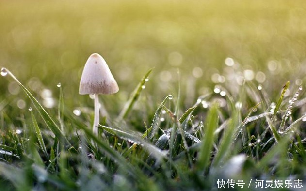 金沙薏米|喝薏米红豆汤祛湿的人,至少犯了5个严重错误!难怪你吃完没效果