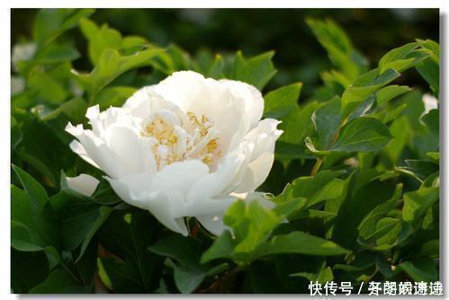 花开时节@刘禹锡的一首牡丹诗,短短4句,完美诠释了什么是“国色天香”