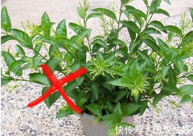 花旺财|家中养花不要瞎眼！这6种花旺财又养人，而这2种花是大忌！