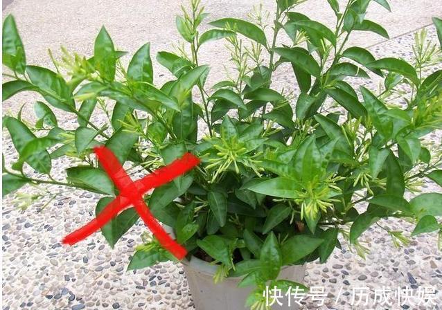 花旺财|家中养花不要瞎眼!这6种花旺财又养人,而这2种花是大忌!