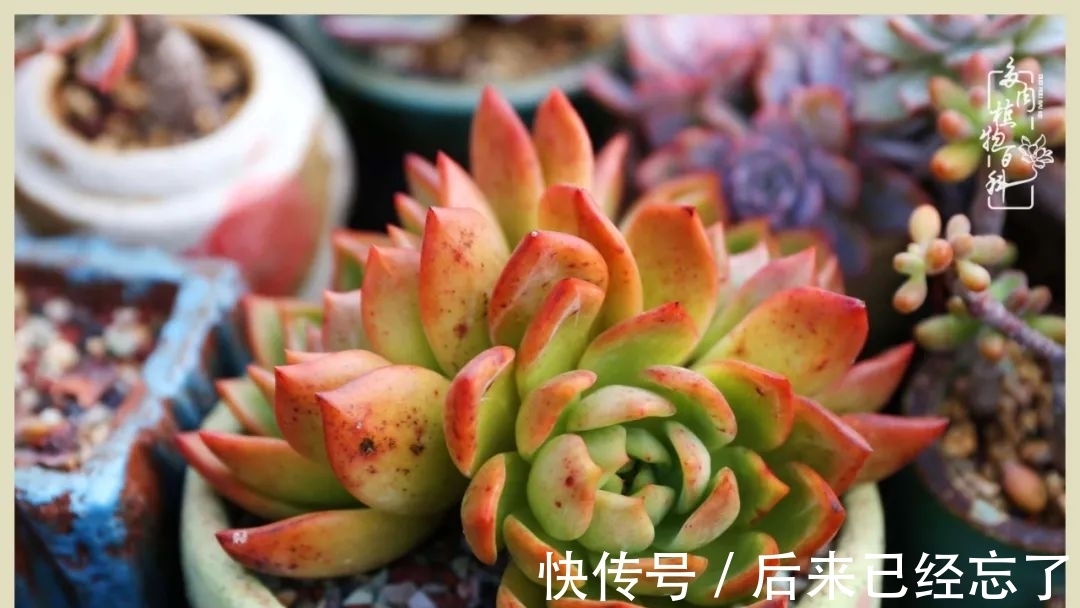 冬天来了,你的多肉让你着迷了吗?