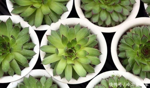 观音莲这样养，轻轻松松养爆盆，一不小心变成一整片！