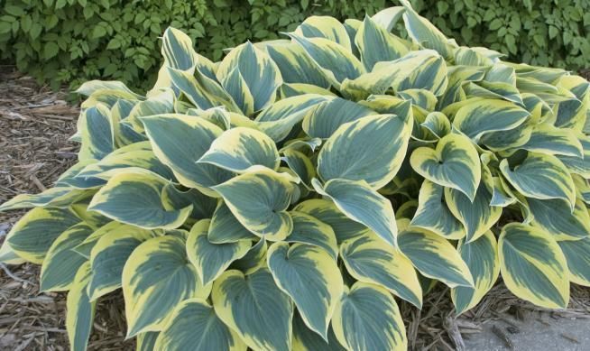 特别|这5种花养家里,既观叶又观花,关键还“有益”健康