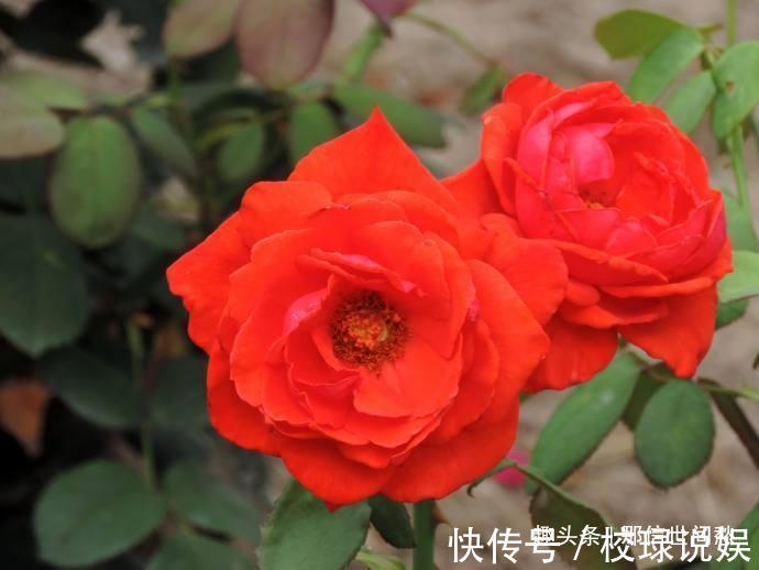 喜欢玫瑰，就试试“珍稀品种”香云，芳香四溢，花朵鲜艳，好美