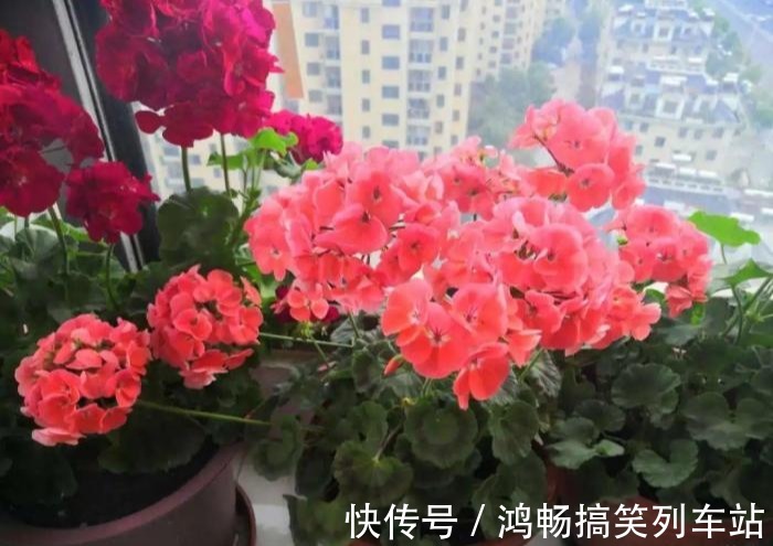 浇水|家里有此7种花,少浇水不能晒,天热要休眠早看早知道