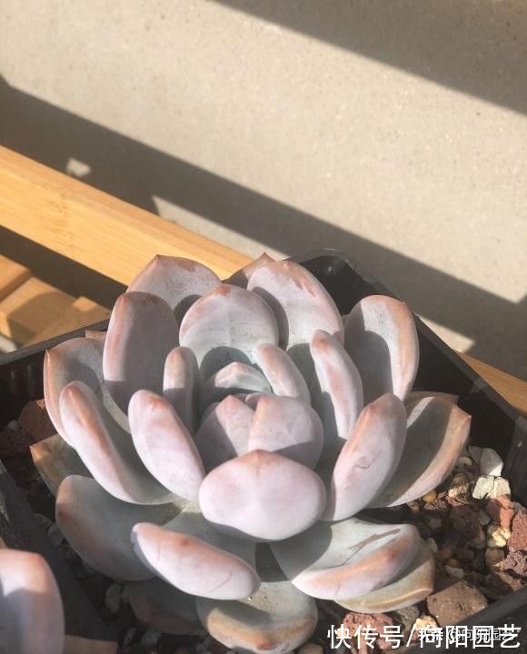养多肉不会配土,就用8成麦饭石,加上2成泥炭土,实用不烂根