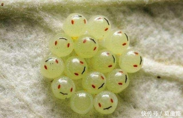 相约|全家相约爬山误食「笑脸葡萄」差一点就死在山上!请谨记爬山常识