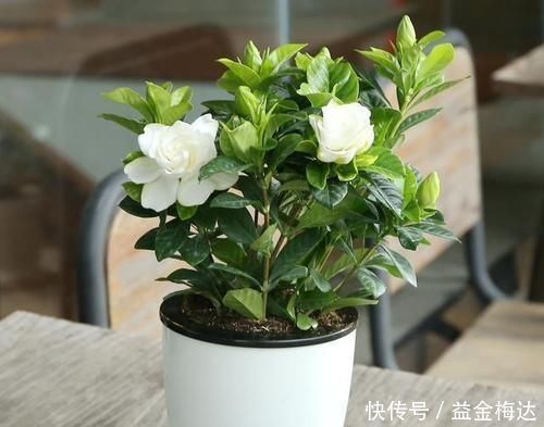 鸡蛋壳养花,用好了才是花肥,用不好,养一盆死一盆!