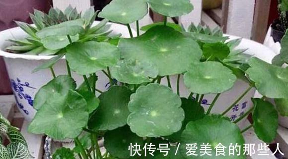 铜钱草叶片发软，黄叶怎么办，教你4招小技巧，简单又很奏效