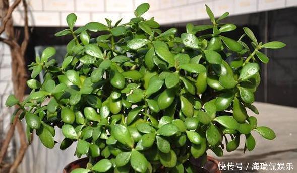 枝条|玉树想繁殖，2种“小方法”，7天就生根，一棵秒变“几十盆”