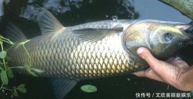 野钓草鱼诱鱼是关键,啤酒中加一物,诱钓结合专攻草鱼