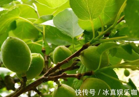 品味|她今年135岁,生于光绪年间,最爱吃一种水果,品味与众不同