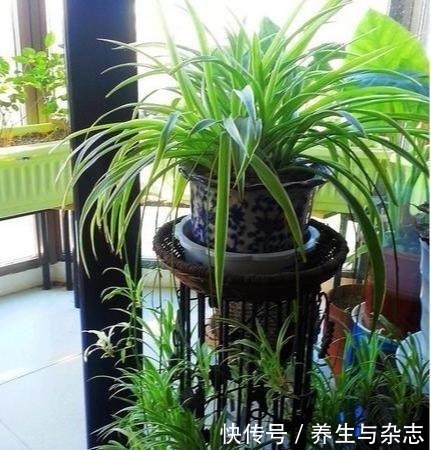 施肥|家里养吊兰懒人不施肥，做到这3步，照样垂藤，爆盆！