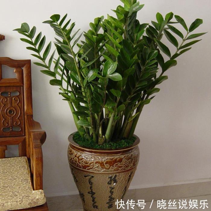 扦插金钱树，只需这三步，就能种出很多盆，萌新省钱了