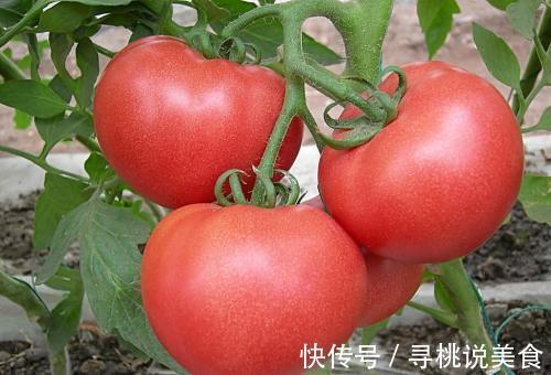 友友们|常吃西红柿身体好,但与此物搭配,容易致癌,记得告诉家人