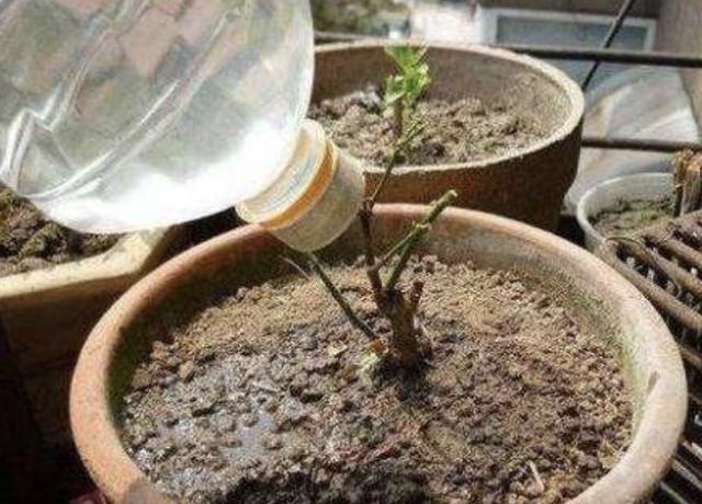 磷酸二氢钾“使用方法”!怎么用什么时候用,有不少注意事项!