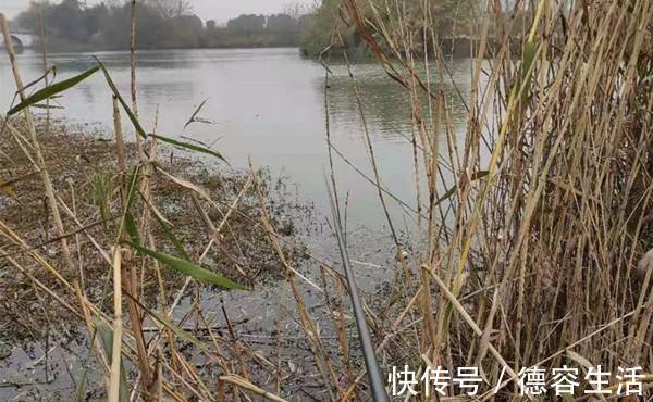 冬钓聚鱼技巧，打窝诱鱼只是基本，以鱼诱鱼，才能做到鱼口不间断