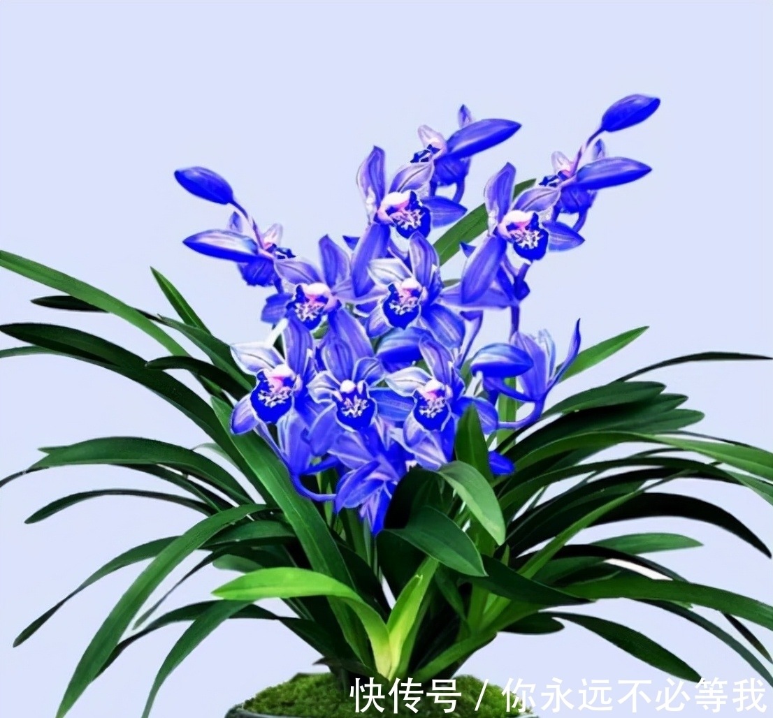 爱兰|这款罕见兰花,突然就火了,被誉为是最美兰花,遇到别错过