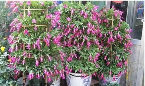 最全面的蟹爪兰养护秘诀，叶片肥厚，颜色鲜艳花苞多，年年开爆盆