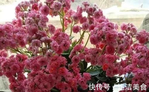 害虫|不想植物烂根、黄叶、招惹害虫,就将这2厨房调料捣碎养花!