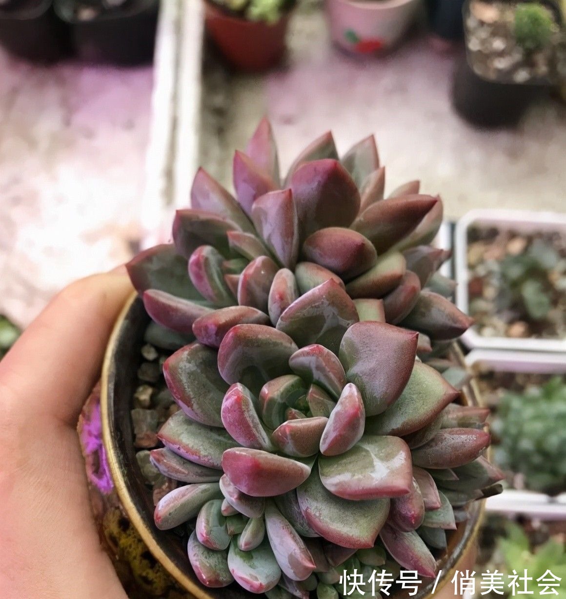 叶片|养多肉,最怕掉叶子,平常少浇水,多晒太阳,多肉不掉叶