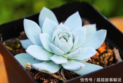 品种|史上最全的莲座状多肉植物大全(上)