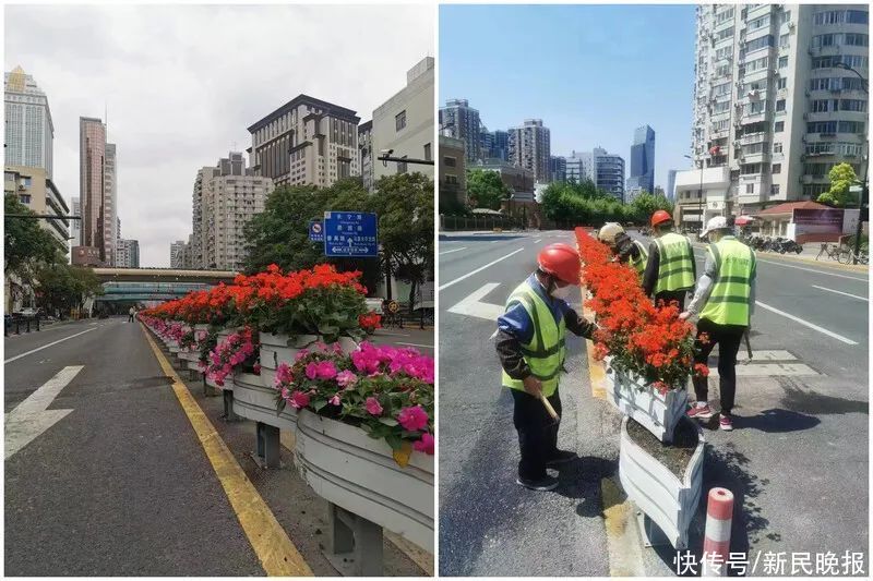 AG旗舰厅上海国际花展延期一个月开幕80种花草组队参加“淘汰赛”