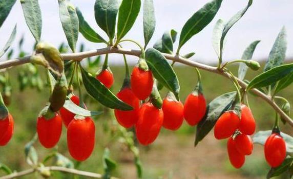 长寿|肝不好，人难长寿！3种养肝食物不妨多吃，肝脏会“感谢”你