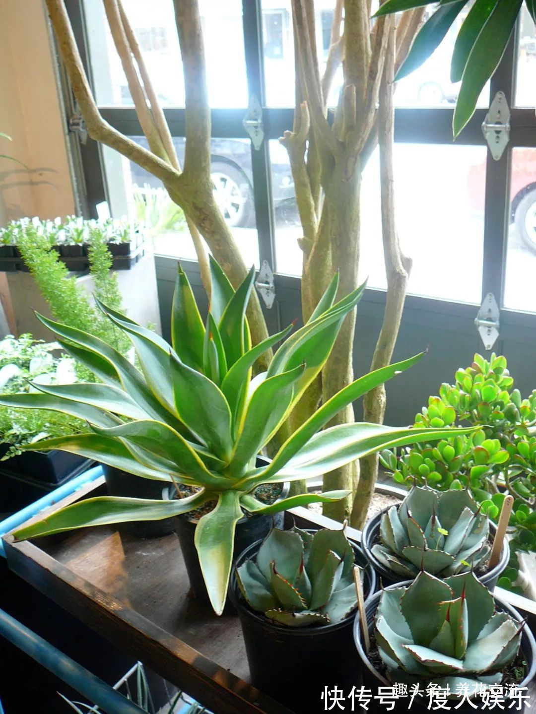 龙舌兰用根茎底部的侧芽扦插繁殖，比繁殖芦荟还简单