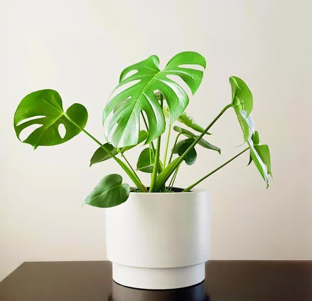 龟背竹寓意很好,养好龟背竹有技巧,你是怎么养护的呢?