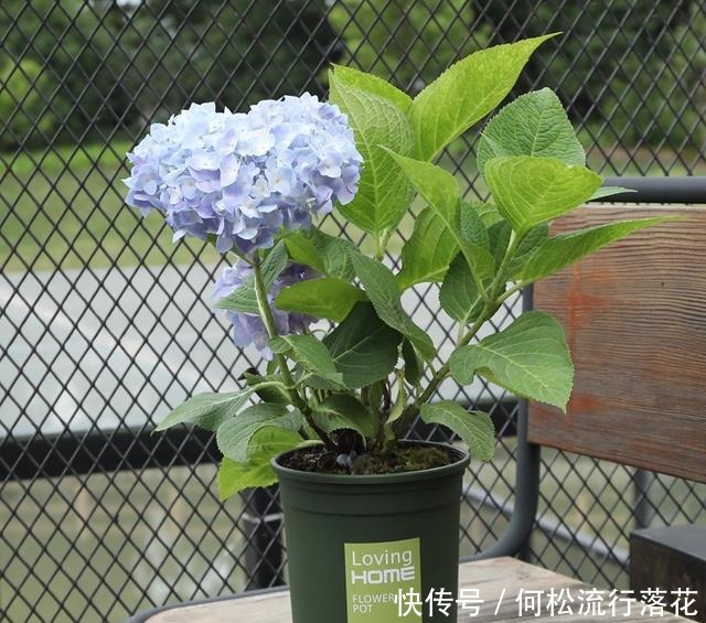 绣球花会“变脸”,稍微调一调土壤的“味道”,花色就会随心改变!