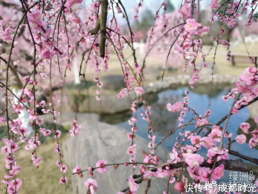 成都千亩海棠、数百亩梅林满树繁花似锦 约吗?