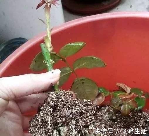 效果|过期的“小药片”磨成粉养花,比生根剂、多菌灵“效果”还要好