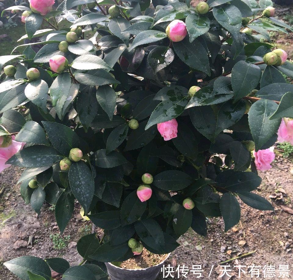 休眠|5种“漂亮花”,9月要多施肥,叶片杠杠厚,很快长花苞