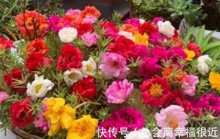 养花就养这几款,全年开花不停,花香四溢飘满屋,美爆了